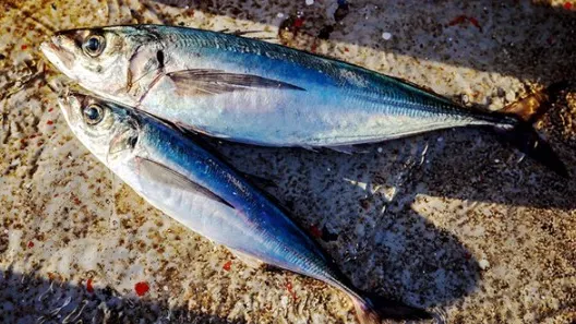 Chilensk taggmakrill