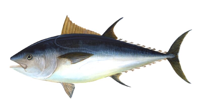 Blåfenad tonfisk