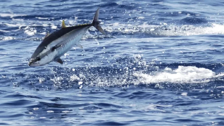 Blåfenad tonfisk. Bild från WWF.