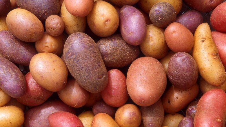 Potatis