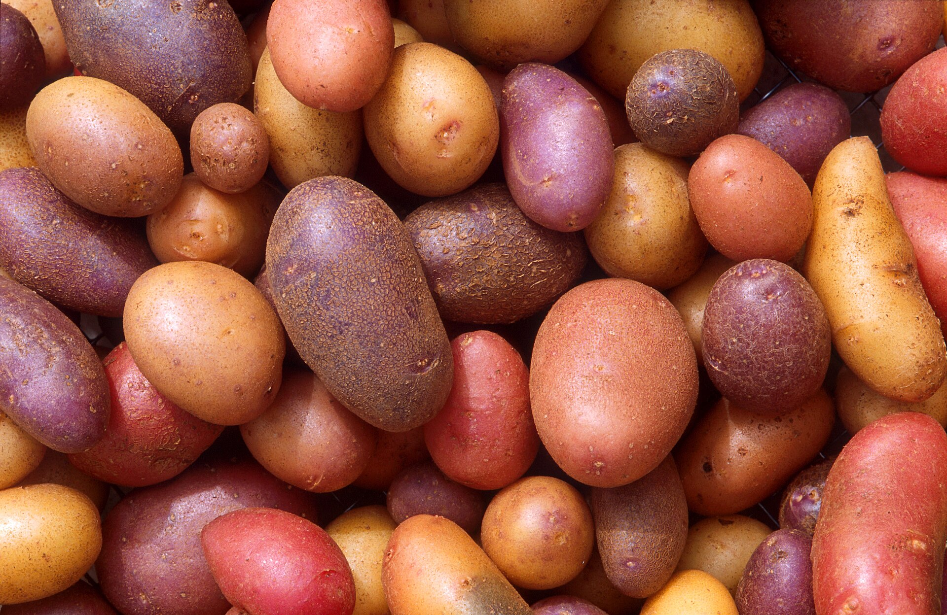 Potatis